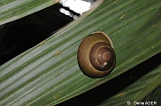 DSC_5640  Stylodonta studeriana coco de mer snail_tn